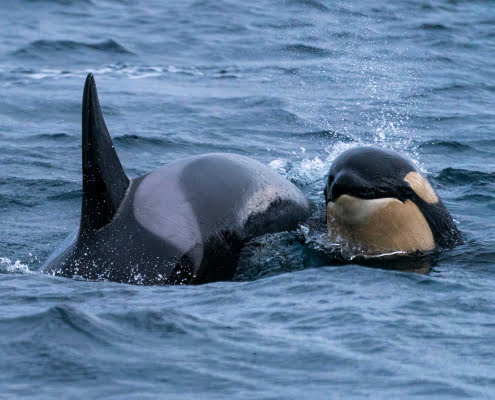 Tour Norwegen Orca